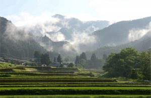 taro_area_2